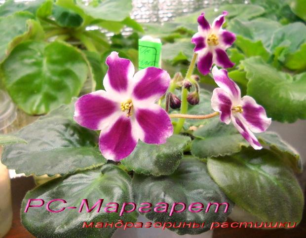 C-Маргарет f.jpg