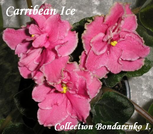 Carribean Ice1.JPG