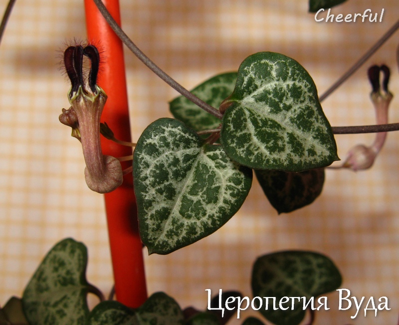 ceropegia woodii 16.05.15 2.jpg