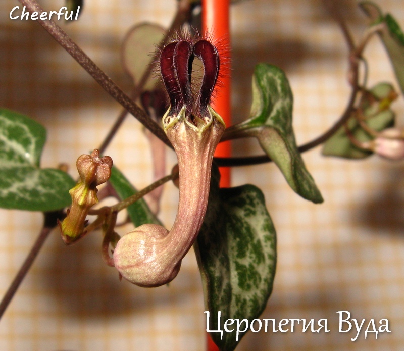 ceropegia woodii 16.05.15 3.jpg