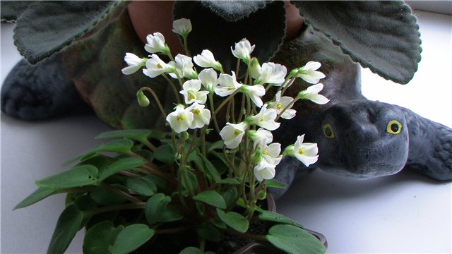 Chantaspring 2.jpg