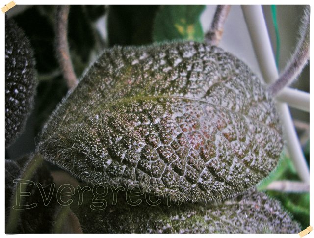 Chocolate Velur2.jpg