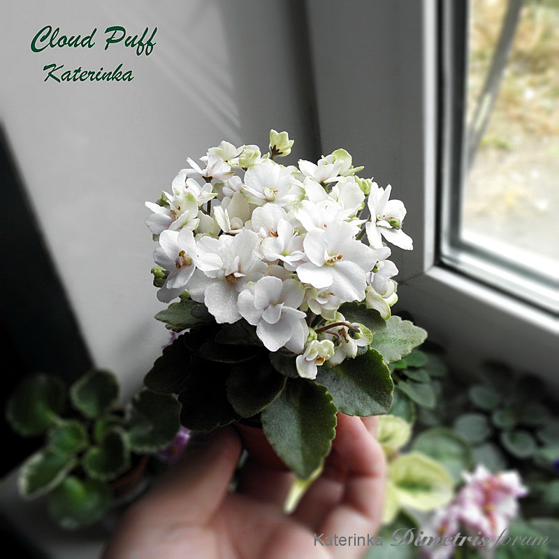 cloud puff800_2.jpg