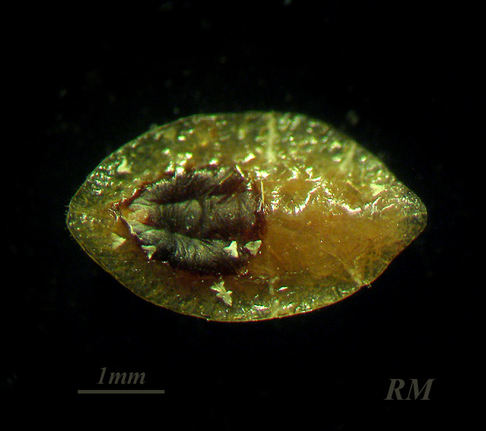 Coccus-hesperidum-m.jpg