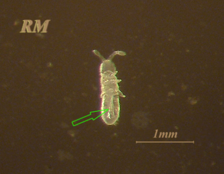 collembola-2.jpg