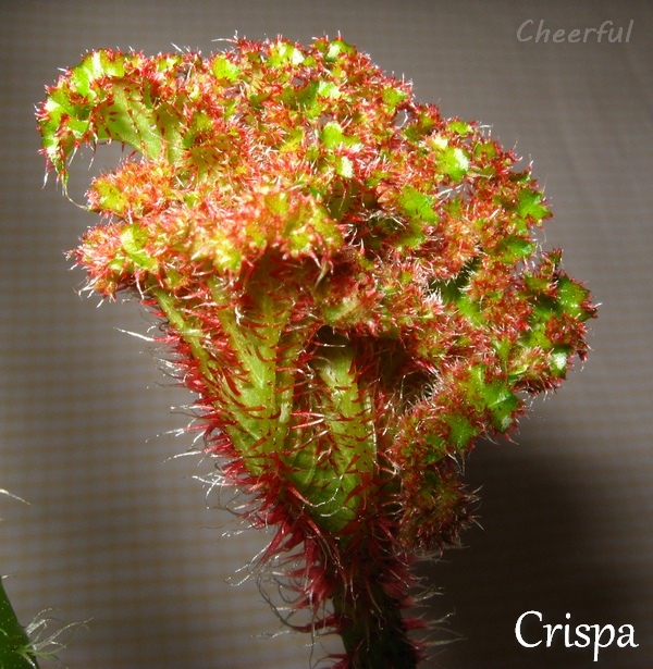 crispa 22.09.14 2.jpg