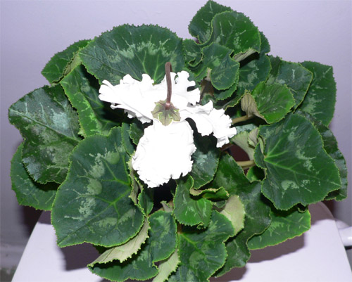 cyclamen.jpg