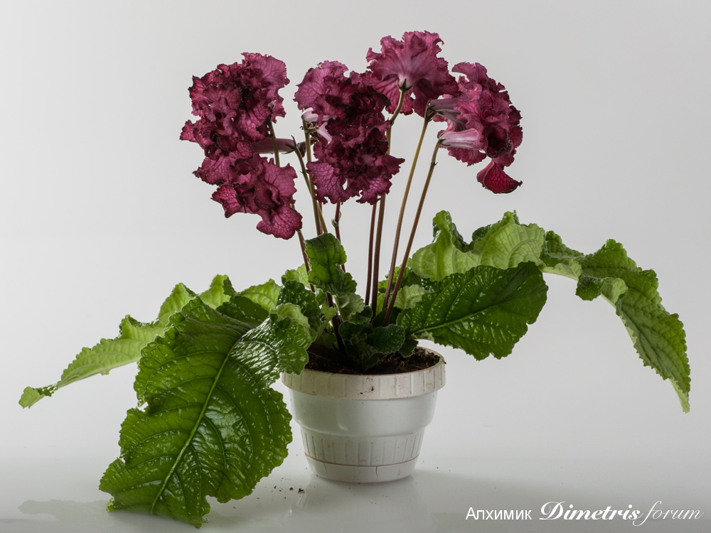 DS-1212-апрель2014.jpg
