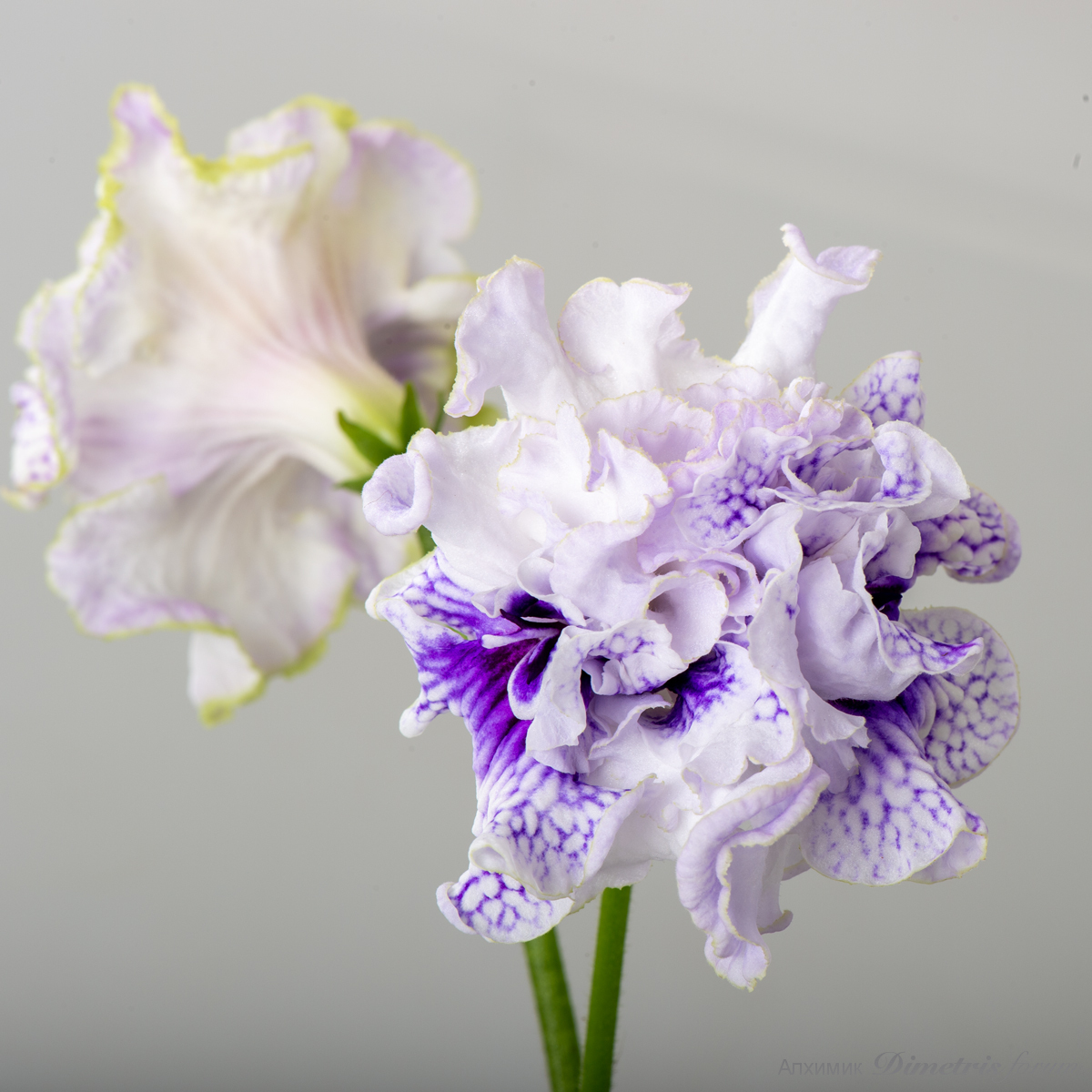 DS-2939+.jpg
