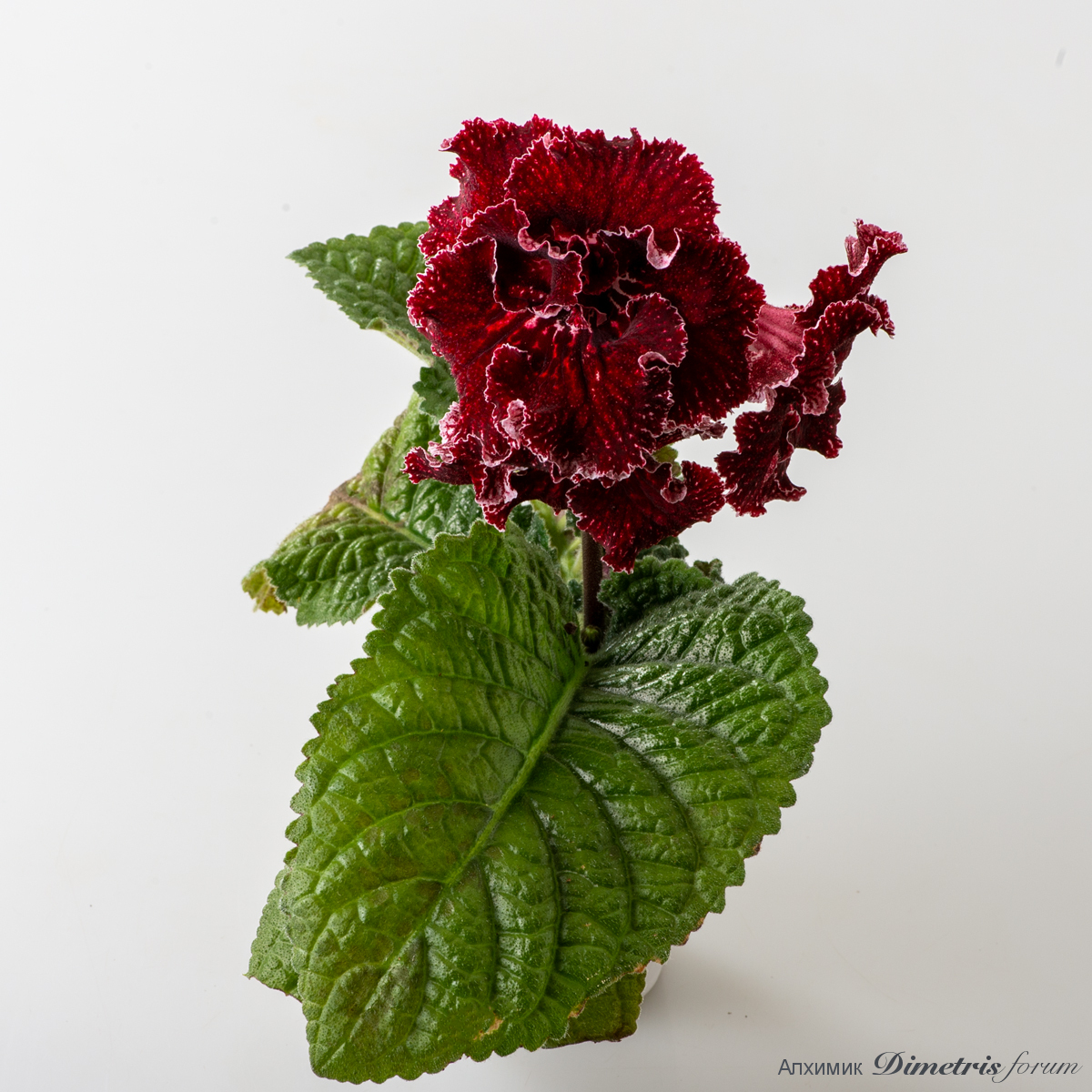 DS-3021-v.jpg