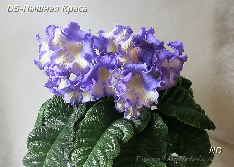 DS-Пышная Краса3.JPG