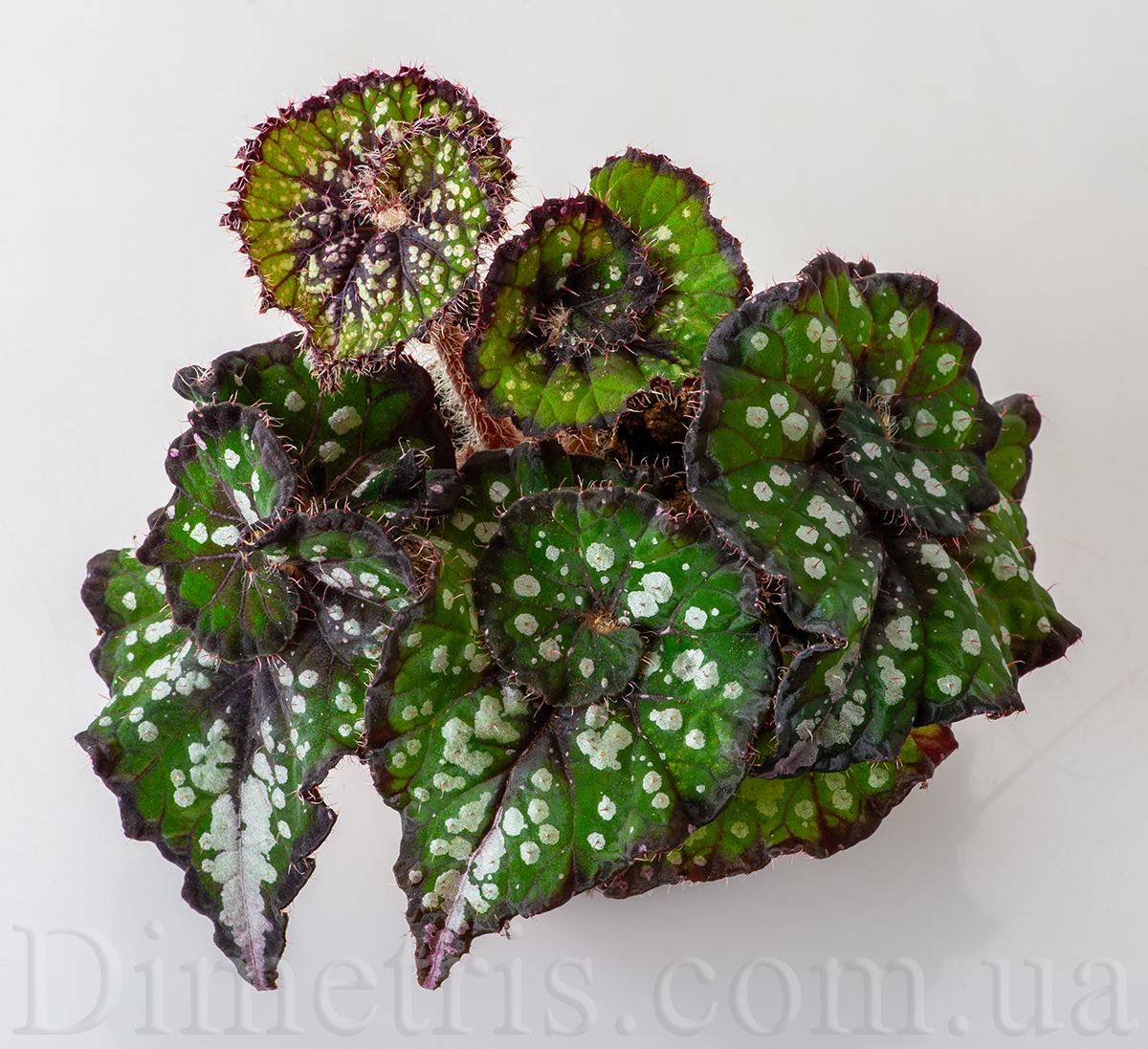 DS-Greenifique_1.jpg