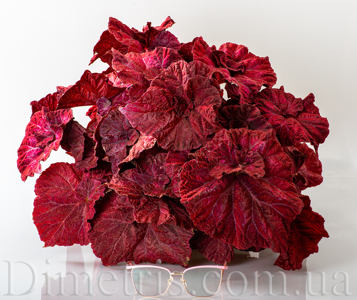 DS-Love-is-begonia.jpg