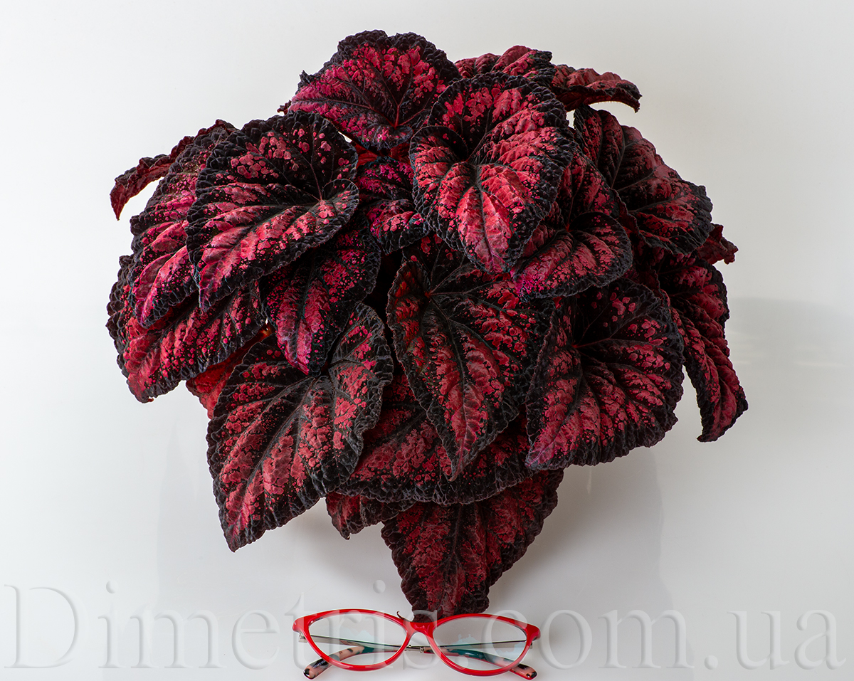 DS-Red-Queen_1.jpg