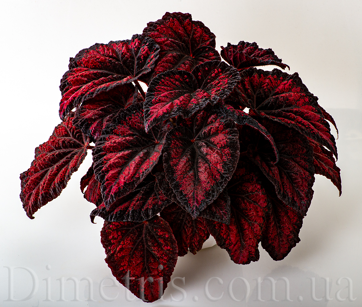 DS-Red Queen.jpg