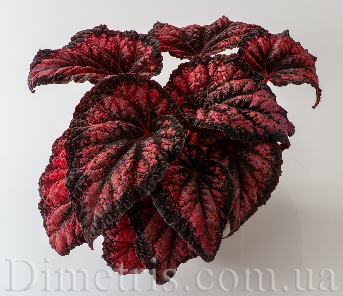 DS-Red Queen бегония.jpg