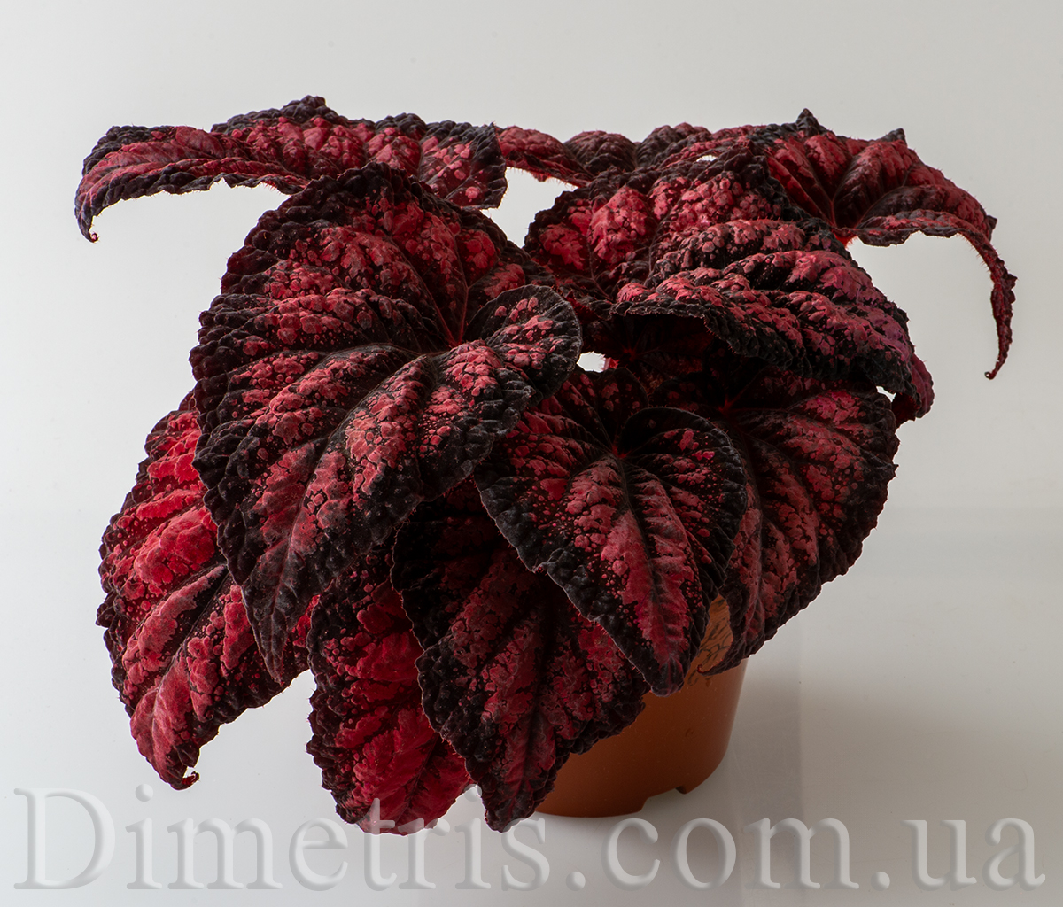 DS-Red Queen begonia.jpg