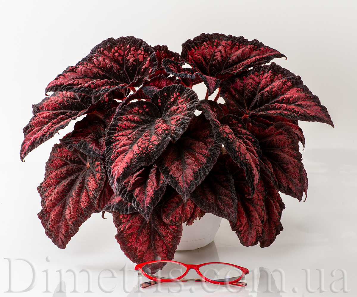DS-Red-Queen-plant.jpg