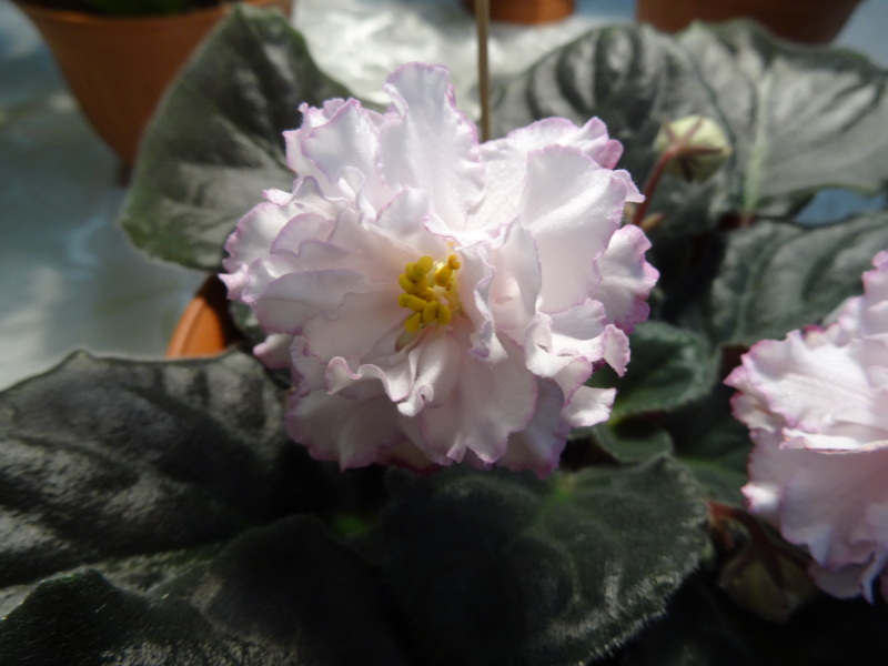 DSC00783.JPG