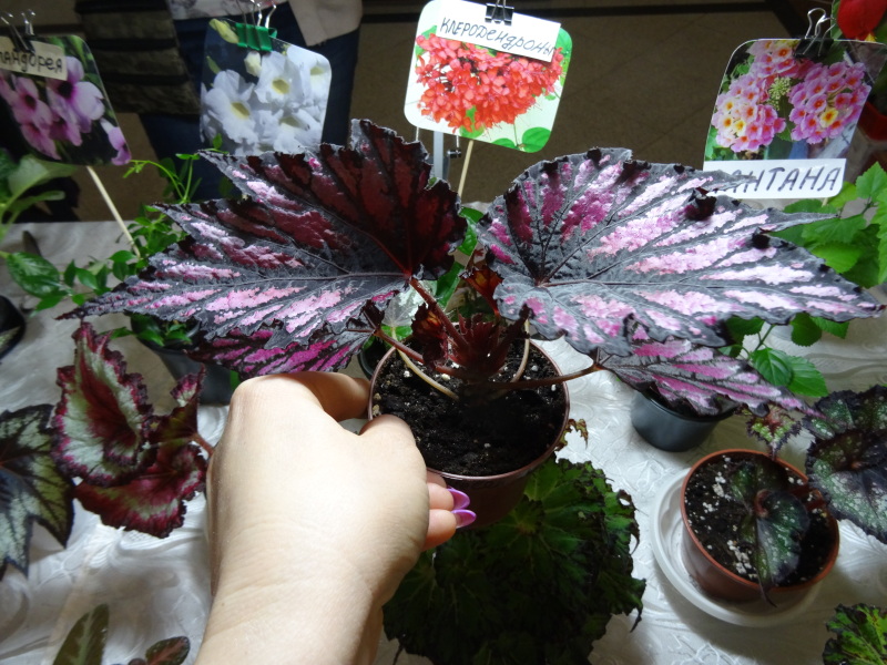 DSC00804.JPG