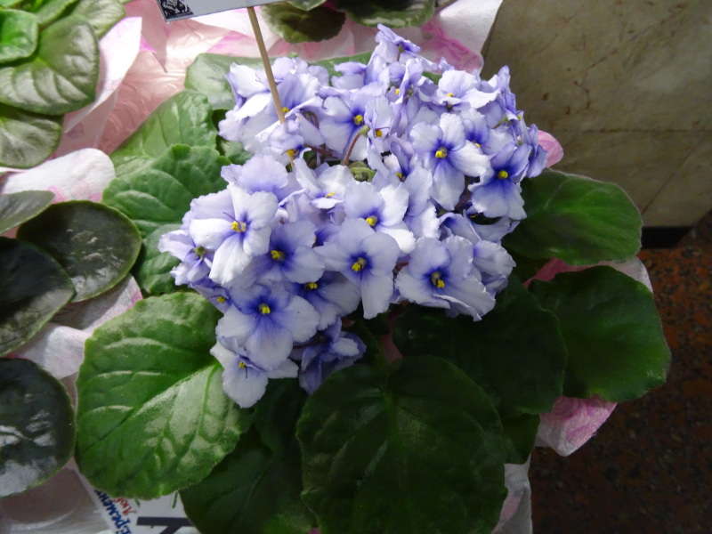DSC00910.JPG