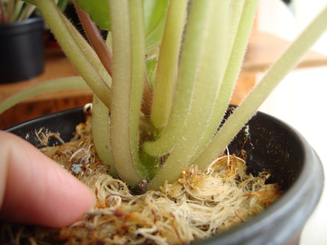 DSC0166444444444.JPG