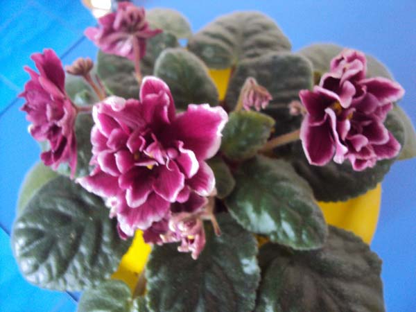 DSC01820.JPG