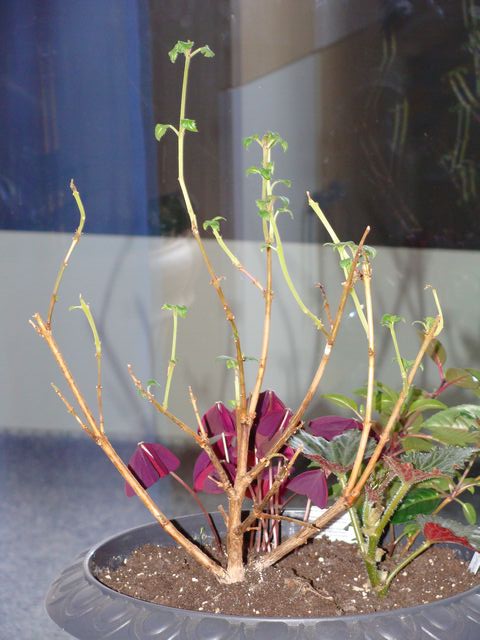 DSC02004.JPG