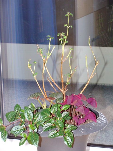 DSC02007.JPG