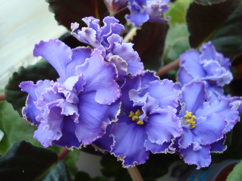 DSC02113.JPG