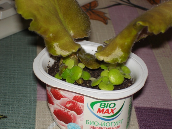 DSC02136а.JPG