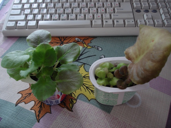 DSC02194а.JPG
