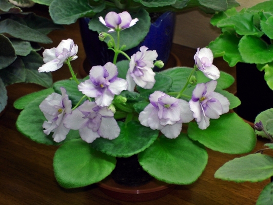 DSC02487а.JPG