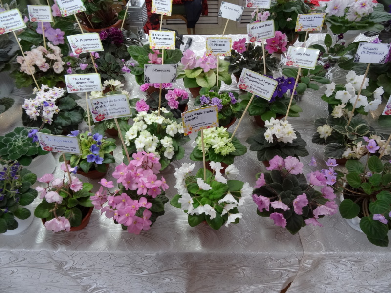 DSC02670.JPG
