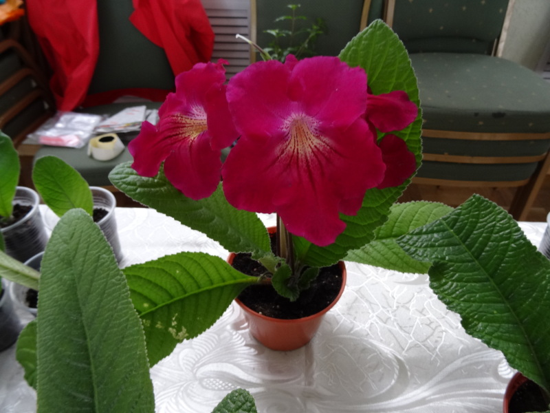 DSC02690.JPG