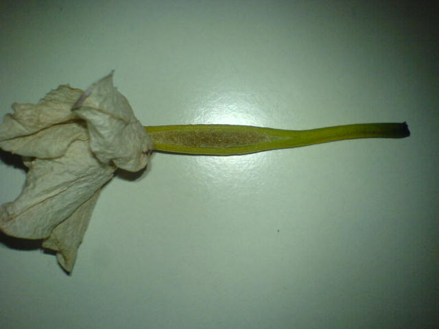 DSC03272.JPG