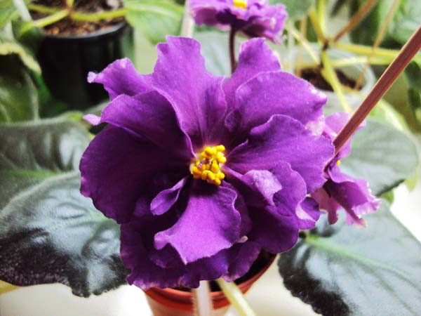 DSC03386.JPG
