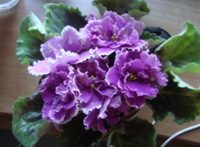 DSC03720.JPG