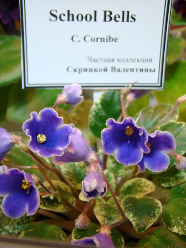 DSC05053_2014-10-31.jpg