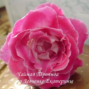 DSC05131.JPG