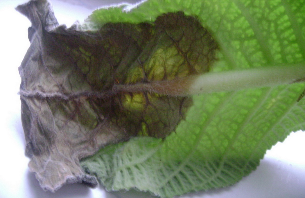 DSC07250.jpg