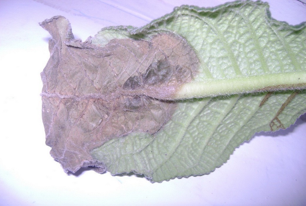 DSC07251.jpg