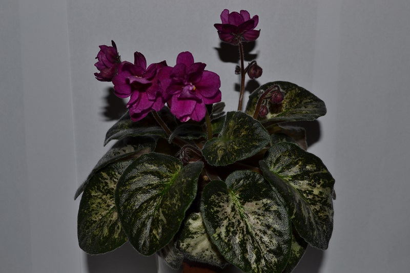 DSC_0008.JPG