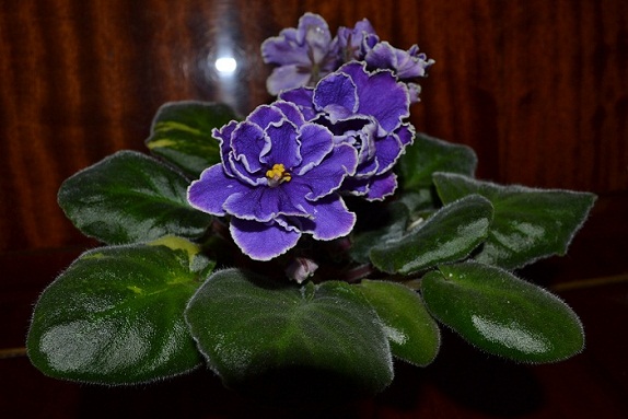 DSC_0633.JPG