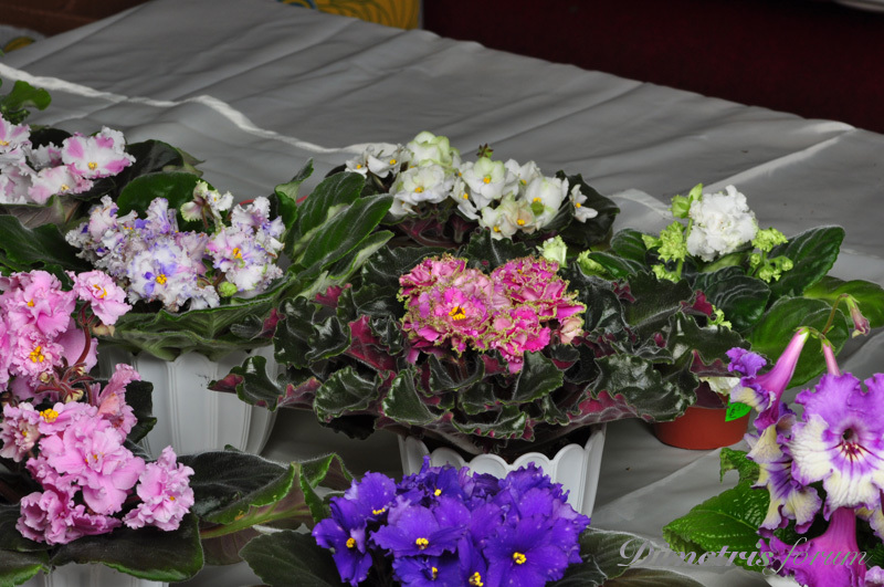 DSC_1688.jpg