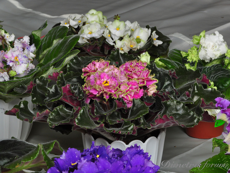 DSC_1688--.jpg