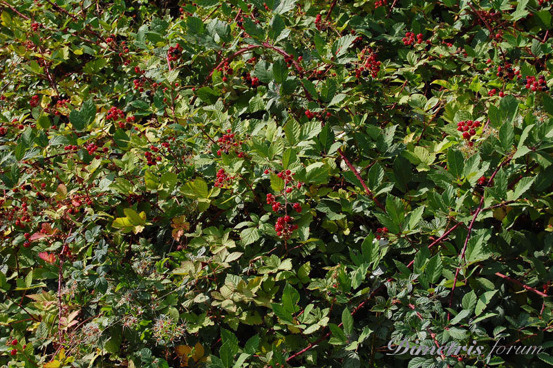 DSC_3664.jpg