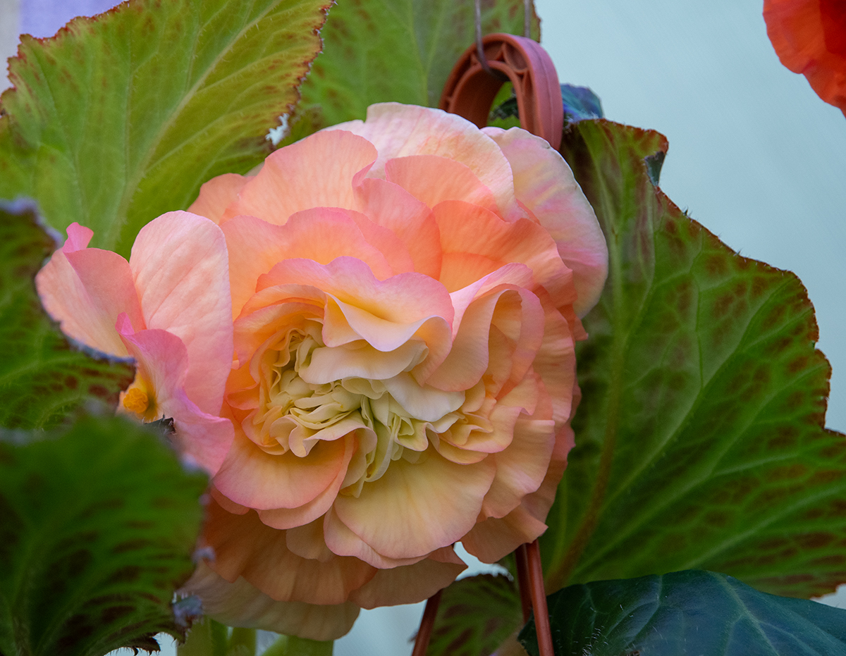 DSC_8430.jpg