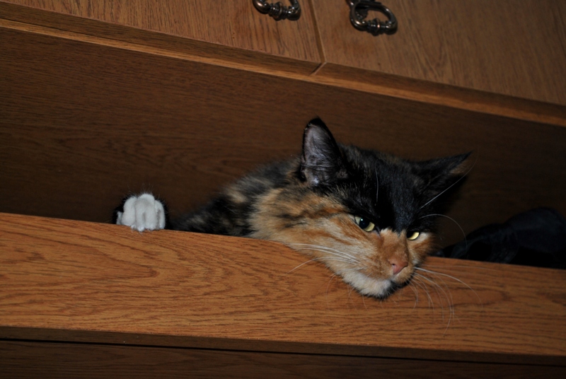DSC_9408.JPG