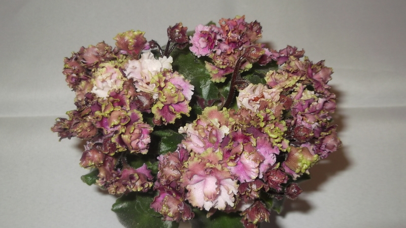 DSCF1339.JPG